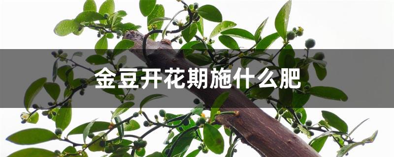 金豆开花期施什么肥 金豆开花期施什么肥