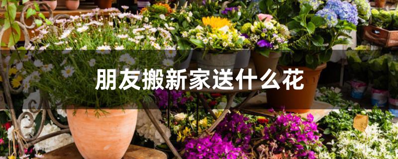 朋友搬新家送什么花 朋友搬新家送什么花