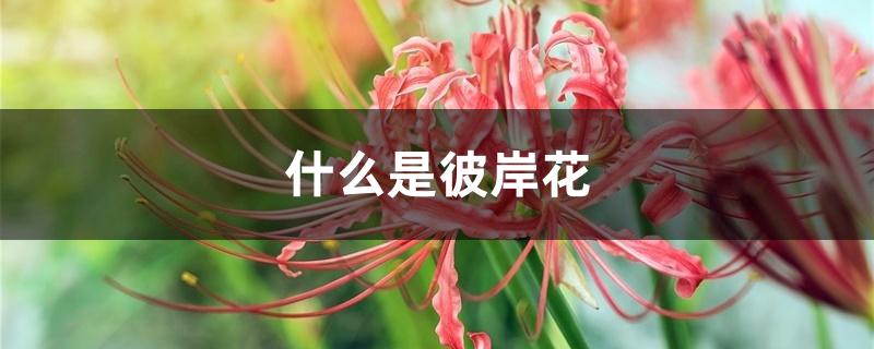 什么是彼岸花 什么是彼岸花