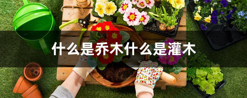 什么是乔木什么是灌木 什么是乔木什么是灌木