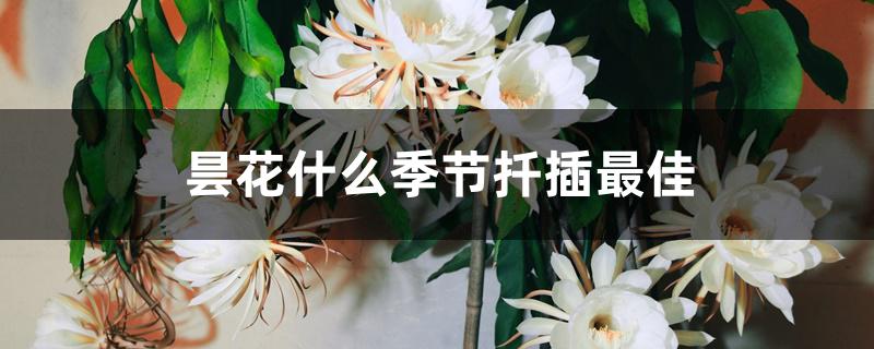 昙花什么季节扦插最佳 昙花什么季节扦插最佳