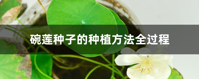 碗莲种子的种植方法全过程 碗莲种子的种植方法全过程