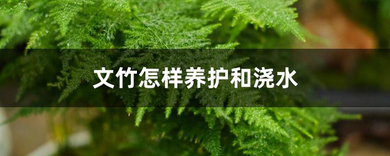 文竹怎样养护和浇水