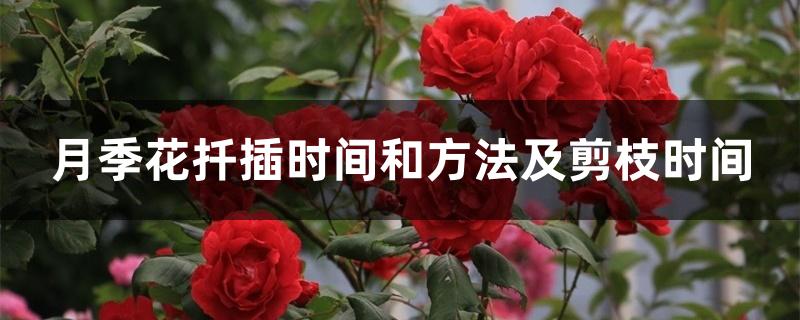 月季花扦插时间和方法及剪枝时间 月季花扦插时间和方法及剪枝时间