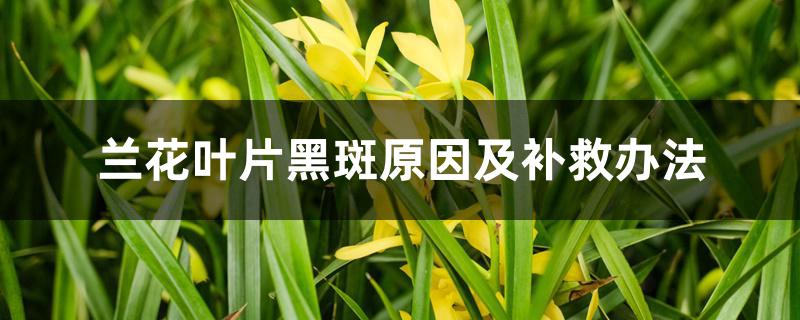 兰花叶片黑斑原因及补救办法
