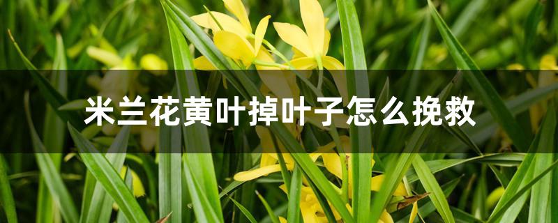 米兰花黄叶掉叶子怎么挽救 米兰花黄叶掉叶子怎么挽救