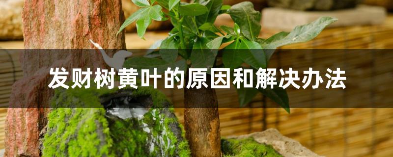 发财树黄叶的原因和解决办法 发财树黄叶的原因和解决办法