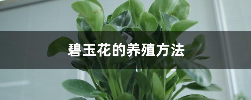 碧玉花的养殖方法 碧玉花的养殖方法