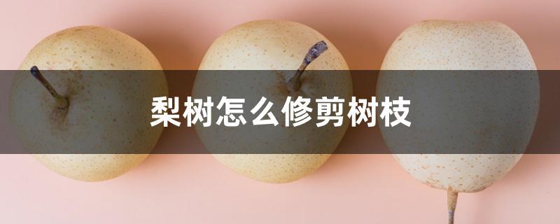 梨树怎么修剪树枝 梨树怎么修剪树枝