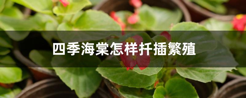 四季海棠怎样扦插繁殖