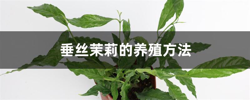 垂丝茉莉的养殖方法 垂丝茉莉的养殖方法
