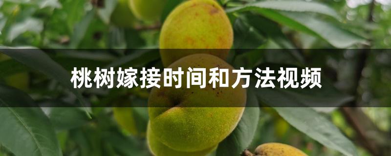 桃树嫁接时间和方法视频 桃树嫁接时间和方法视频