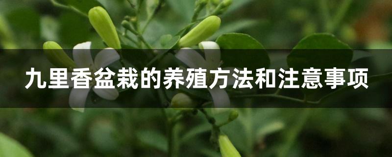 九里香盆栽的养殖方法和注意事项 九里香盆栽的养殖方法和注意事项