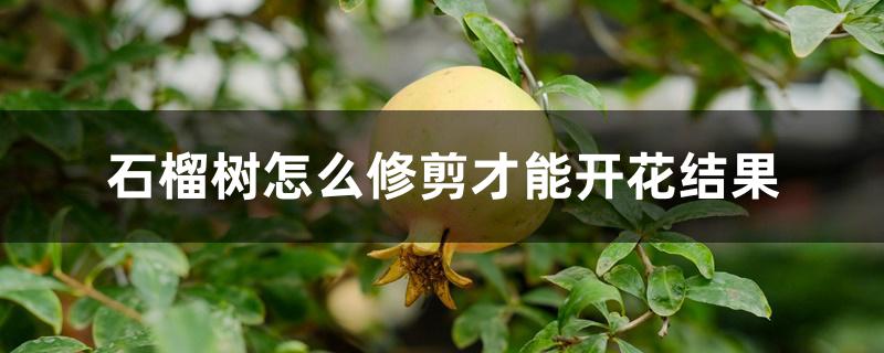 石榴树怎么修剪才能开花结果 石榴树怎么修剪才能开花结果