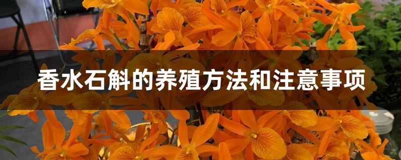 香水石斛的养殖方法和注意事项