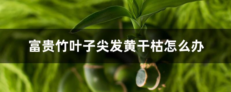 富贵竹叶子尖发黄干枯怎么办 富贵竹叶子尖发黄干枯怎么办