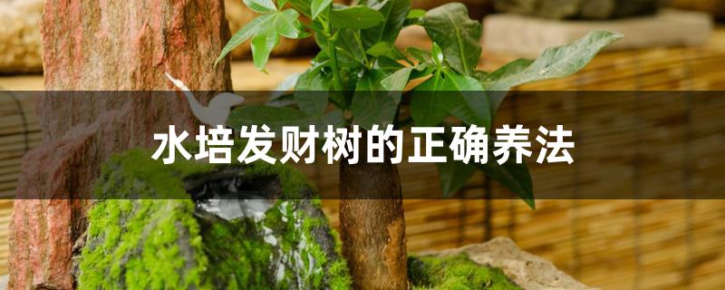 水培发财树的正确养法 水培发财树的正确养法