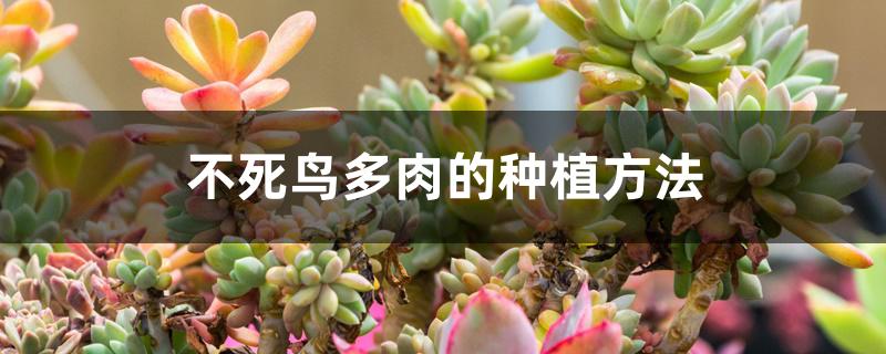 不死鸟多肉的种植方法 不死鸟多肉的种植方法