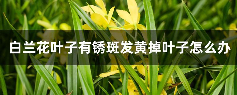 白兰花叶子有锈斑发黄掉叶子怎么办 白兰花叶子有锈斑发黄掉叶子怎么办