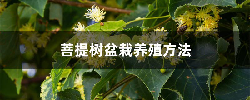 菩提树盆栽养殖方法 菩提树盆栽养殖方法