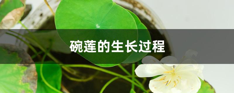碗莲的生长过程 碗莲的生长过程