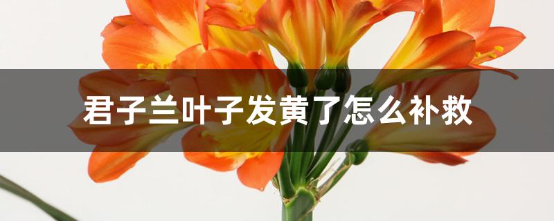 君子兰叶子发黄了怎么补救 君子兰叶子发黄了怎么补救