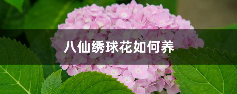 八仙绣球花如何养 八仙绣球花如何养