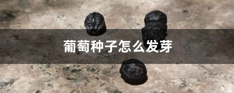 葡萄种子怎么发芽 葡萄种子怎么发芽