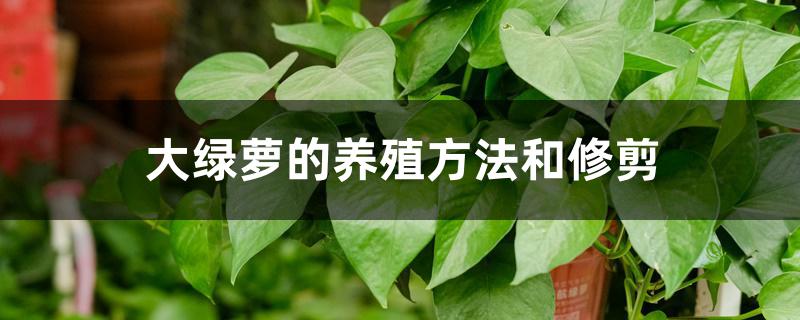大绿萝的养殖方法和修剪 大绿萝的养殖方法和修剪