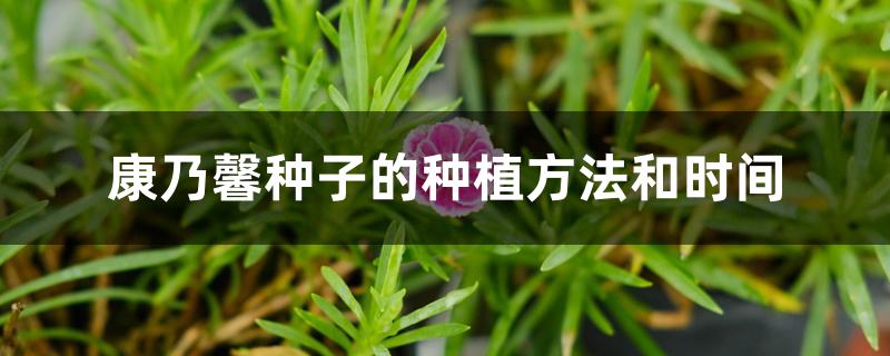 康乃馨种子的种植方法和时间 康乃馨种子的种植方法和时间