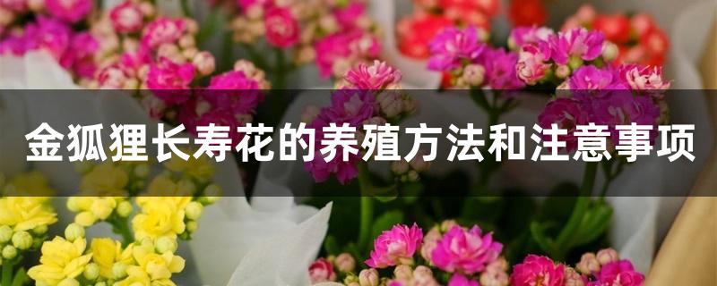 金狐狸长寿花的养殖方法和注意事项 金狐狸长寿花的养殖方法和注意事项