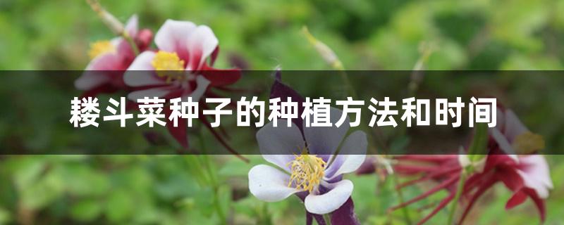 耧斗菜种子的种植方法和时间 耧斗菜种子的种植方法和时间