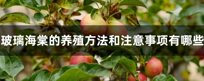 玻璃海棠的养殖方法和注意事项有哪些 玻璃海棠的养殖方法和注意事项有哪些