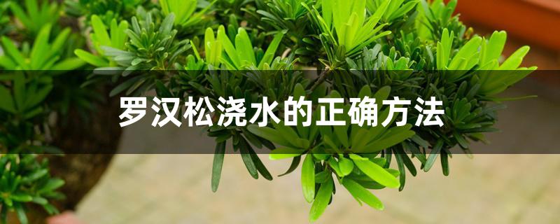 罗汉松浇水的正确方法 罗汉松浇水的正确方法