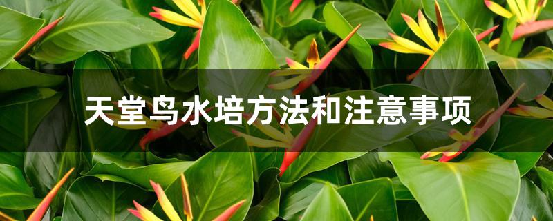 天堂鸟水培方法和注意事项 天堂鸟水培方法和注意事项