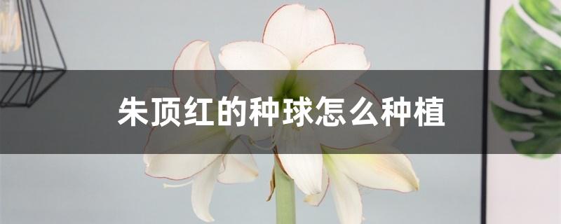 朱顶红的种球怎么种植 朱顶红的种球怎么种植