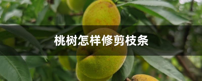 桃树怎样修剪枝条 桃树怎样修剪枝条