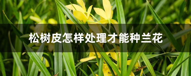 松树皮怎样处理才能种兰花 松树皮怎样处理才能种兰花