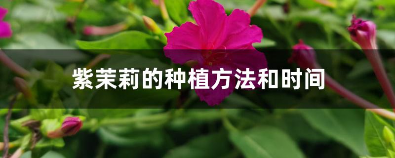 紫茉莉的种植方法和时间 紫茉莉的种植方法和时间