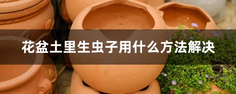 花盆土里生虫子用什么方法解决 花盆土里生虫子用什么方法解决