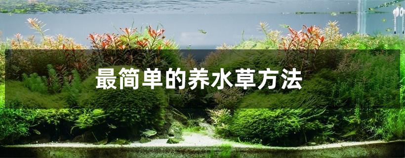 最简单的养水草方法 最简单的养水草方法