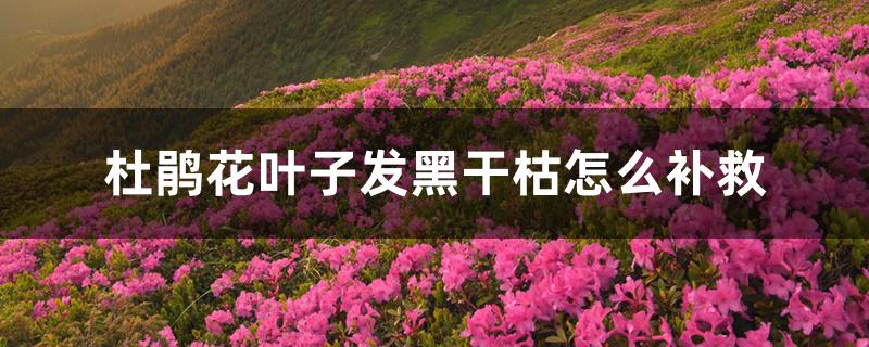杜鹃花叶子发黑干枯怎么补救 杜鹃花叶子发黑干枯怎么补救