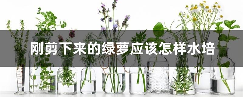 刚剪下来的绿萝应该怎样水培 刚剪下来的绿萝应该怎样水培