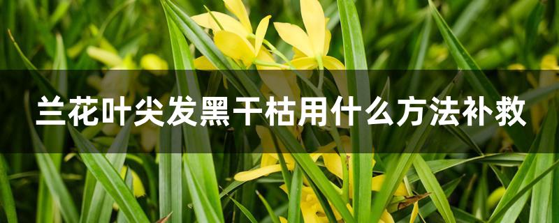 兰花叶尖发黑干枯用什么方法补救 兰花叶尖发黑干枯用什么方法补救
