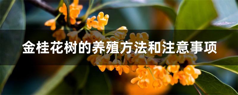 金桂花树的养殖方法和注意事项 金桂花树的养殖方法和注意事项