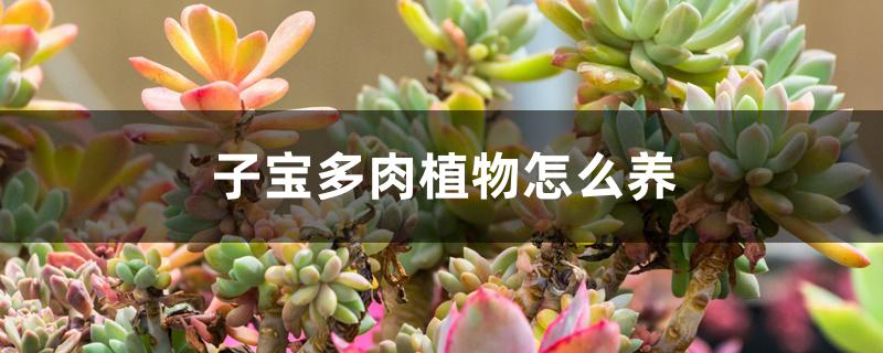 子宝多肉植物怎么养 子宝多肉植物怎么养