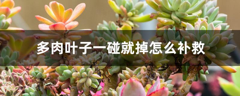 多肉叶子一碰就掉怎么补救 多肉叶子一碰就掉怎么补救
