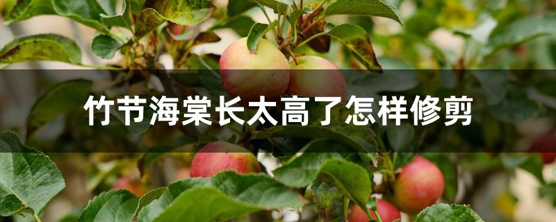 竹节海棠长太高了怎样修剪 竹节海棠长太高了怎样修剪