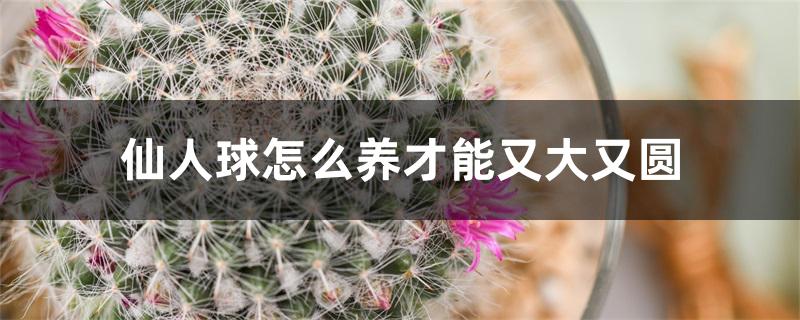 仙人球怎么养才能又大又圆