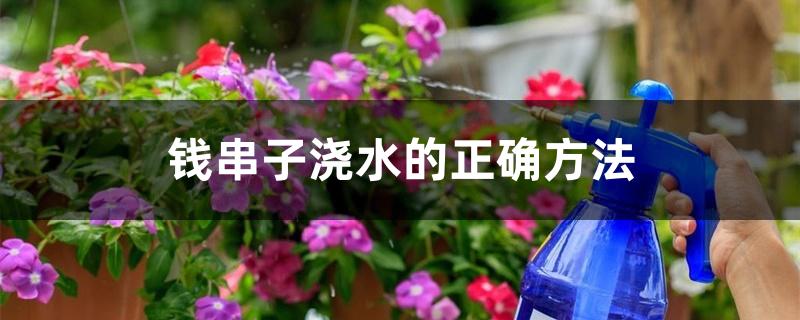 钱串子浇水的正确方法 钱串子浇水的正确方法